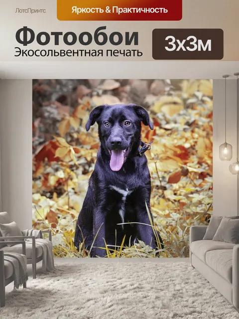 Фотообои Собака