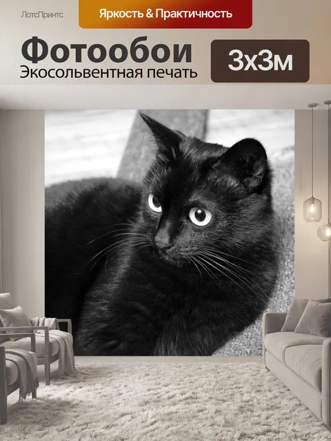 Фотообои Кот