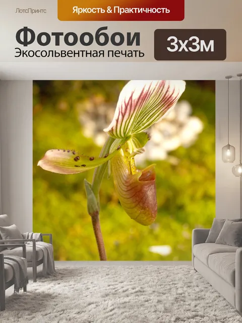 Фотообои Фото цветка орхидеи
