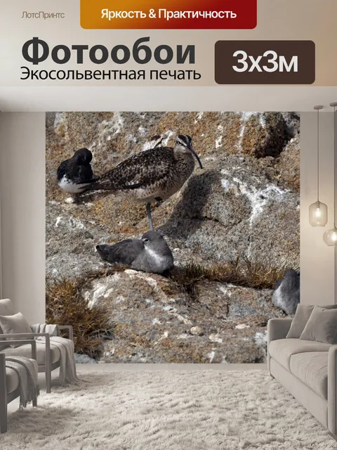Фотообои Кроншнеп с береговыми птицами
