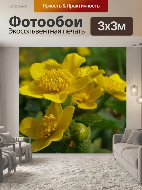 Фотообои Бархатцы
