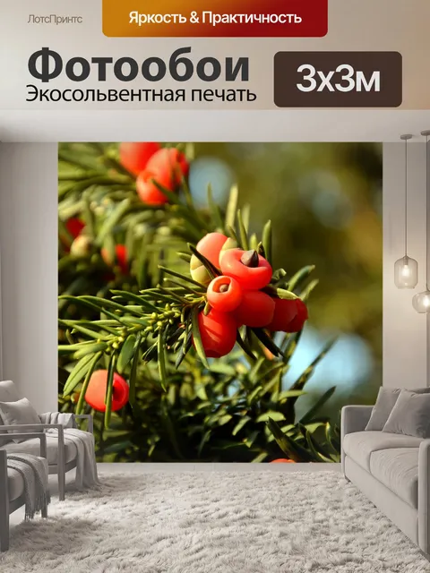 Фотообои Тис