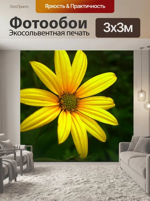 Фотообои Эхинацеи