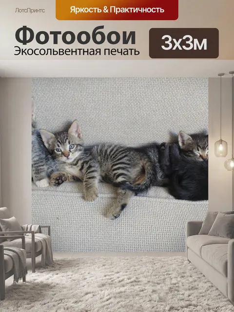 Фотообои Котята