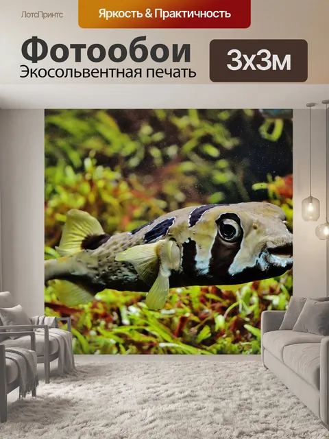 Фотообои Рыбы
