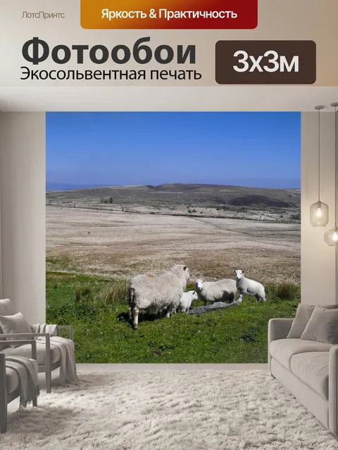 Фотообои Валлийский болотистая местность с овцами