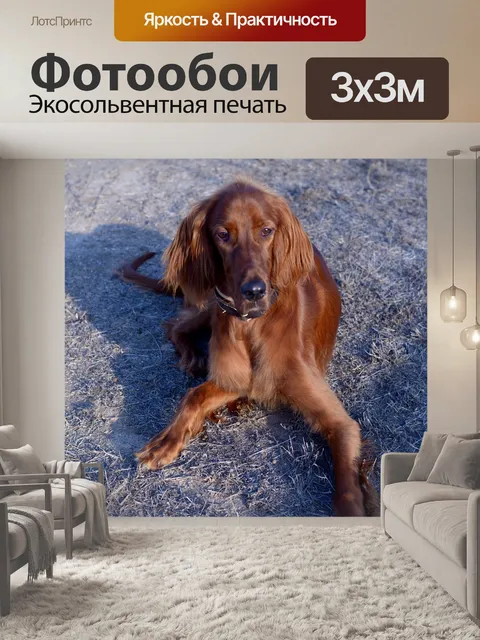 Фотообои Собака