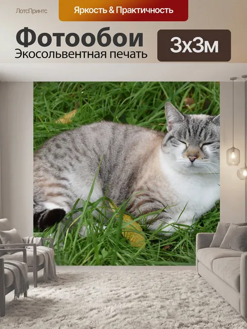 Фотообои Кот