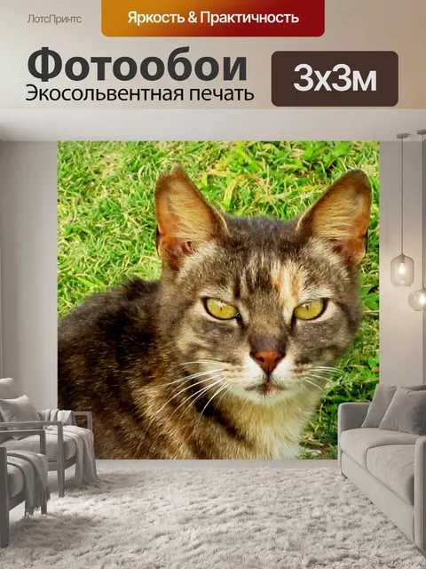 Фотообои дощатый кошки взгляд