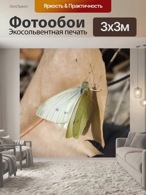 Фотообои Белая бабочка