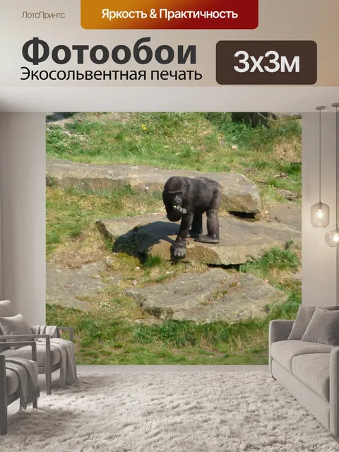 Фотообои Горилла