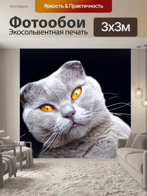 Фотообои Шотландская вислоухая кошка