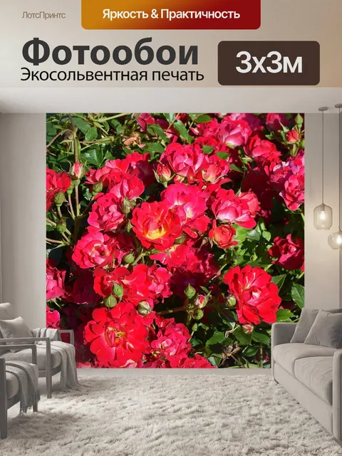 Фотообои Куст красной розы