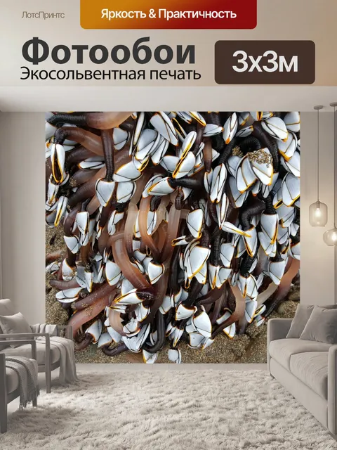 Фотообои Гусиные ракушки