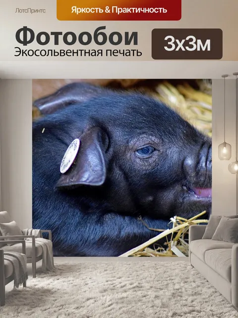 Фотообои Поросенок