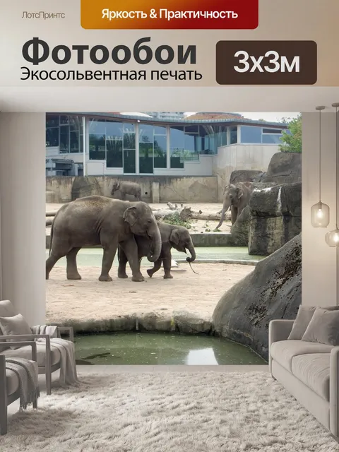 Фотообои Слон