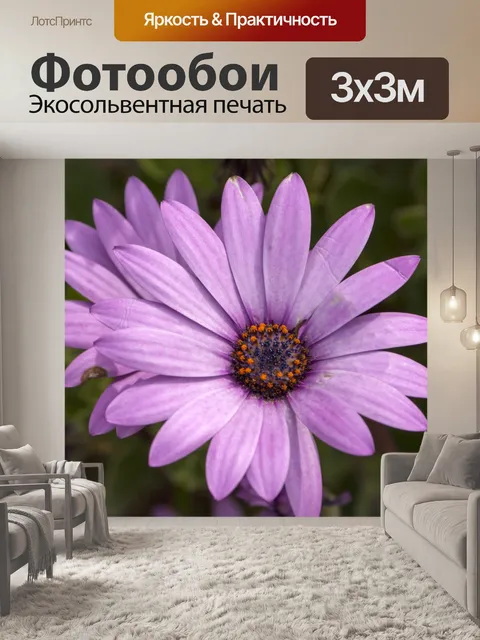 Фотообои Дэйзи цветок Фиолетовый