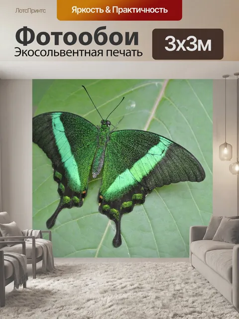 Фотообои Бабочка