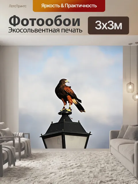 Фотообои Ястреб