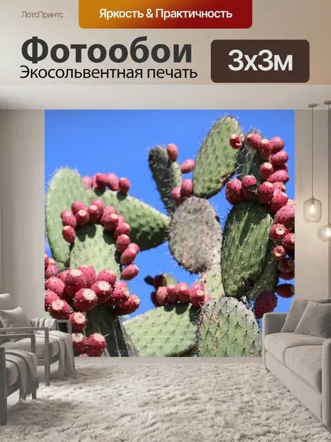 Фотообои Кактус