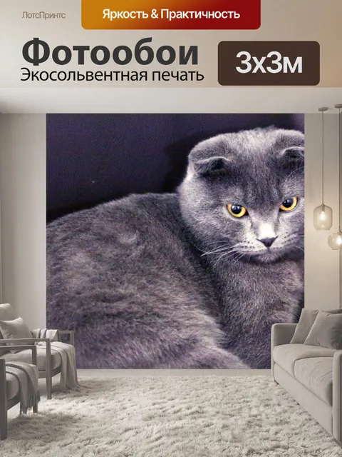 Фотообои Черный кот