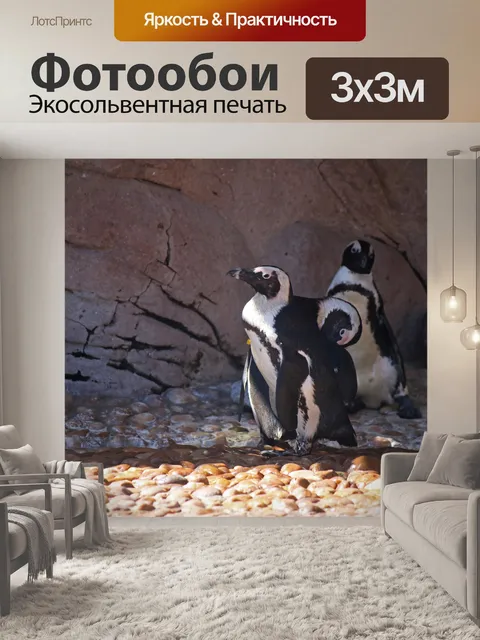 Фотообои черно-белый одаренный пингвин