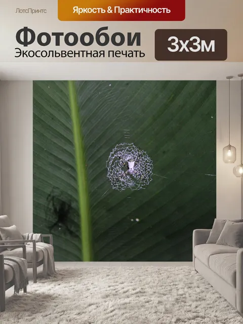 Фотообои Паук тигра Коста-Рика