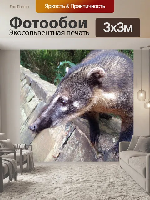 Фотообои Коати