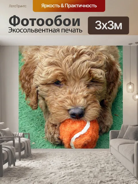 Фотообои Щенок золотого каракули
