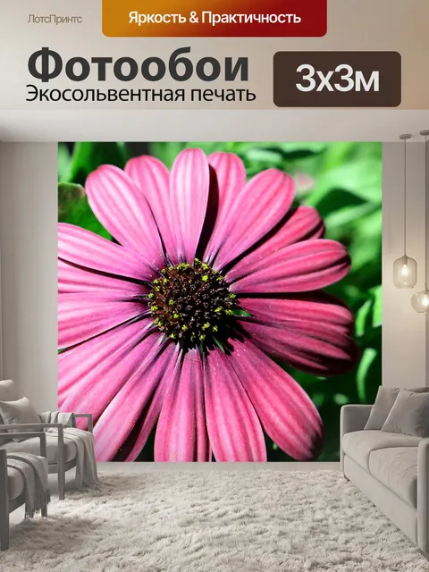 Фотообои Розовая африканская ромашка крупным план