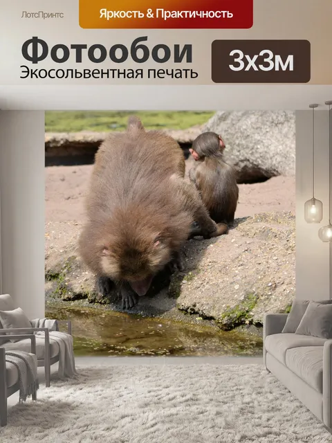 Фотообои Обезьяны, бабуины 03