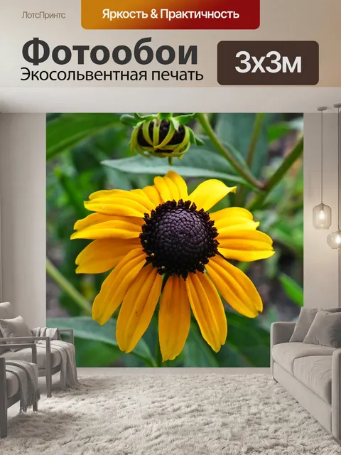 Фотообои Рудбекия золотой
