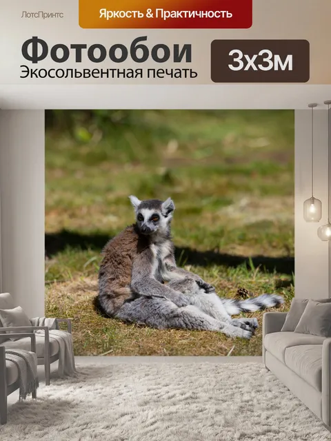 Фотообои Кошачий лемур