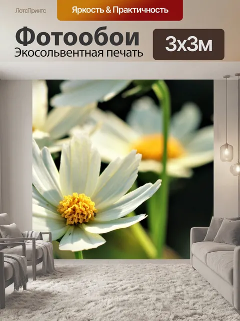 Фотообои Белый цветок кореопсиса крупным планом