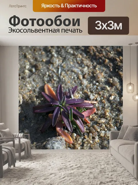Фотообои Морской цветок
