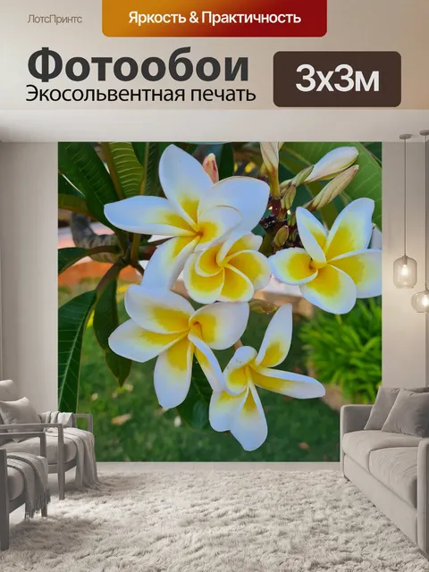 Фотообои Франжипани желтые и белые цветы