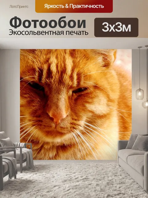 Фотообои Рыжий кот