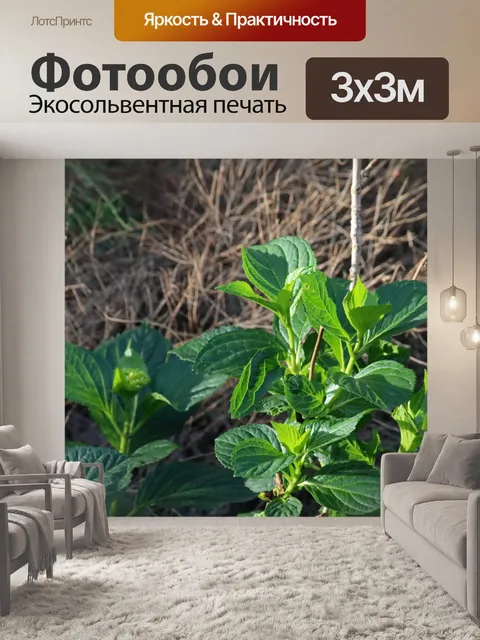 Фотообои свет на зеленых листьях гортензии