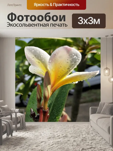 Фотообои Капли дождя на Франжипани