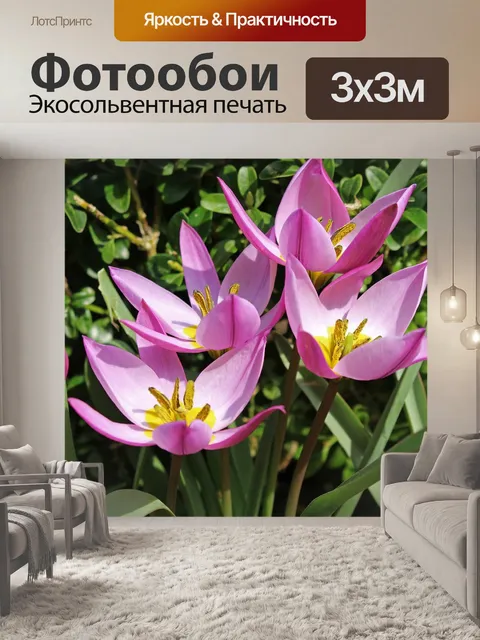 Фотообои Дикие тюльпаны