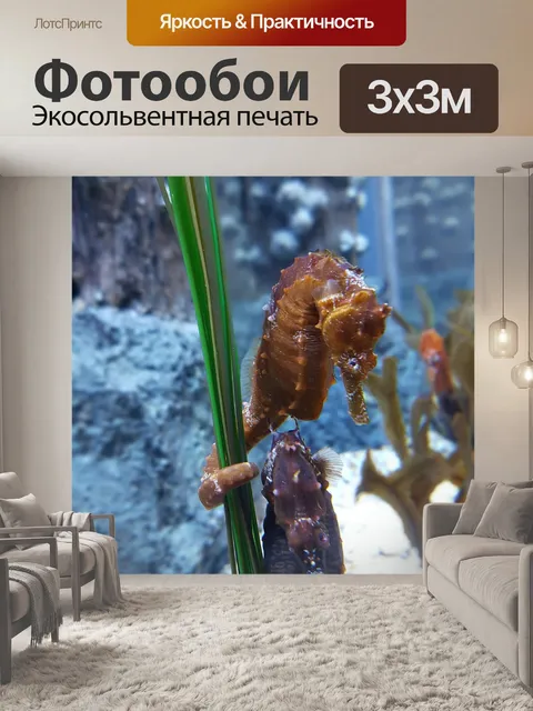 Фотообои Морской конек