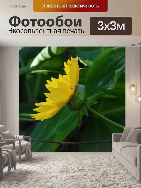 Фотообои желтый цветок клеща