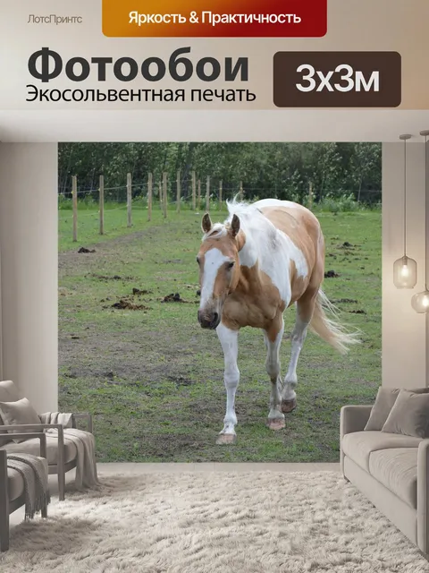 Фотообои Лошадь