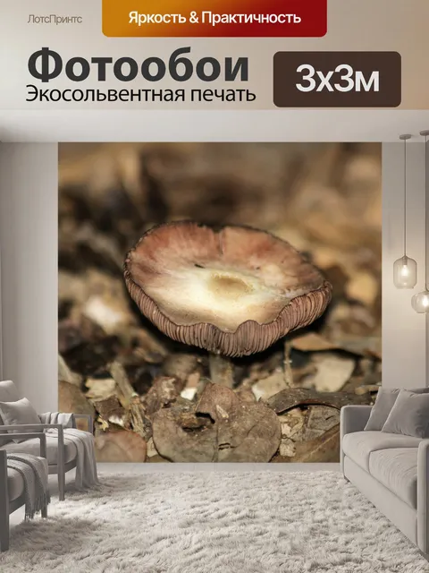Фотообои Коричневый и белый гриб крупным планом