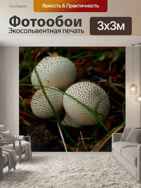 Фотообои Puffballs
