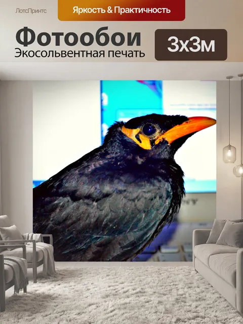 Фотообои Myna Bird