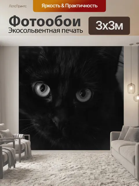 Фотообои Черный кот