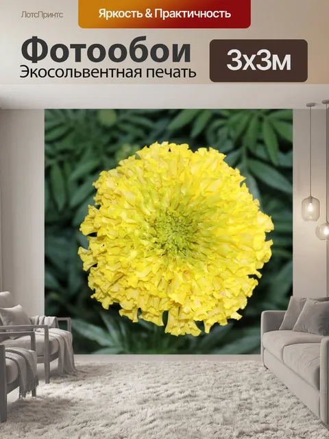 Фотообои Календулы