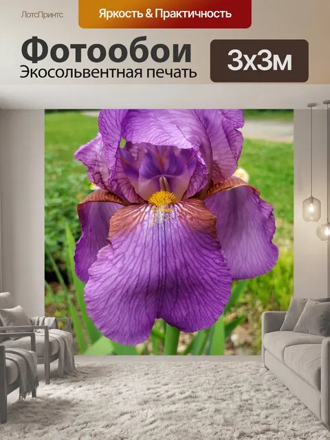 Фотообои Фиолетовый ирис