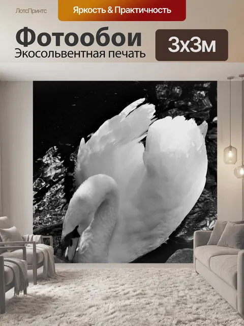 Фотообои черно-белый лебедь